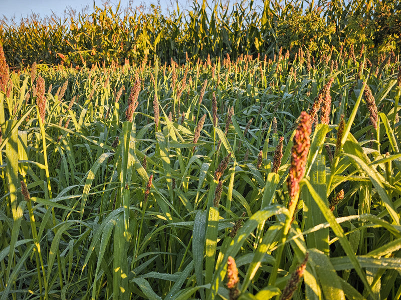 Load image into Gallery viewer, Landing Strip™ Food Plot Seed
