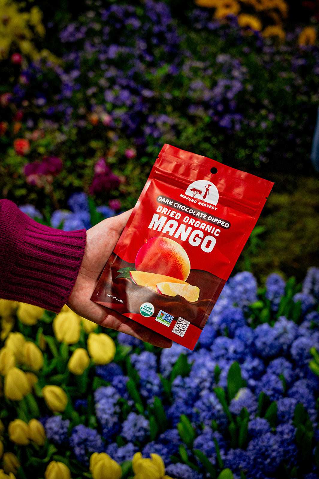 Organic Dried Mango Dipped in Dark Chocolate - Skoutley Outdoors LLC