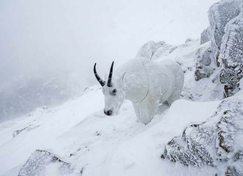 Load image into Gallery viewer, Real Wild 3D Mountain Goat Foam Archery Target

