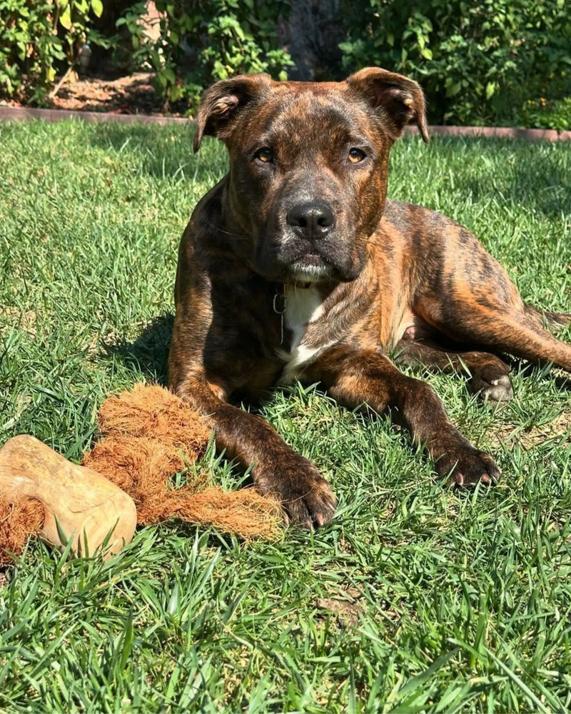 Load image into Gallery viewer, Coconut Rope &amp; Original Chew
