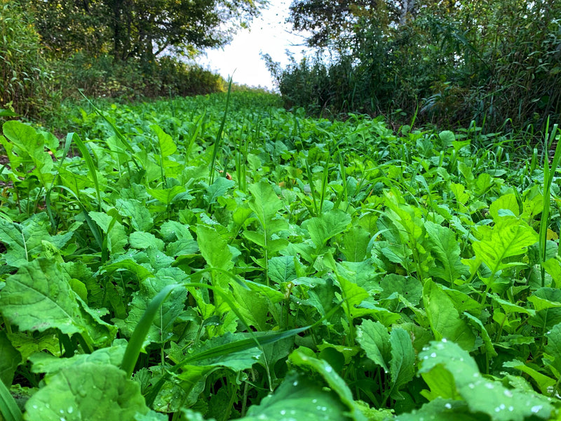 Load image into Gallery viewer, No BS™ Food Plot Seed
