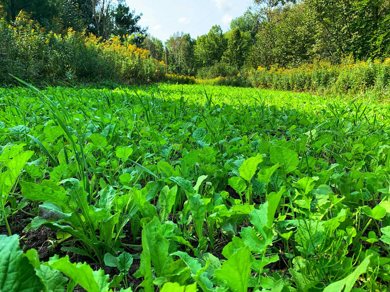 Load image into Gallery viewer, No BS™ Food Plot Seed
