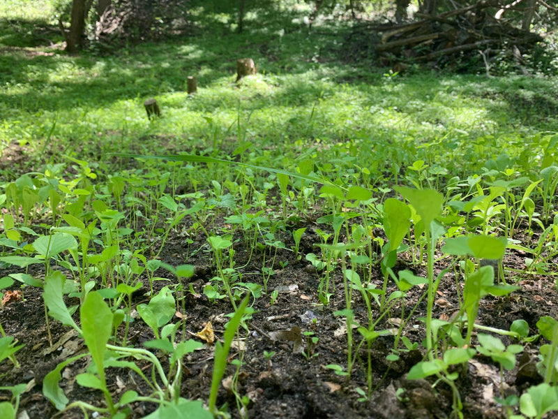 Load image into Gallery viewer, No BS™ Food Plot Seed
