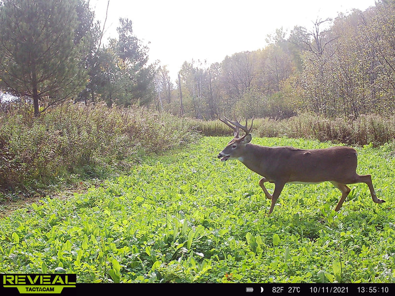 Load image into Gallery viewer, No BS™ Food Plot Seed

