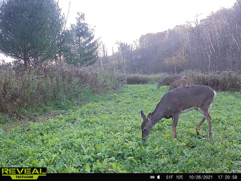 Load image into Gallery viewer, No BS™ Food Plot Seed
