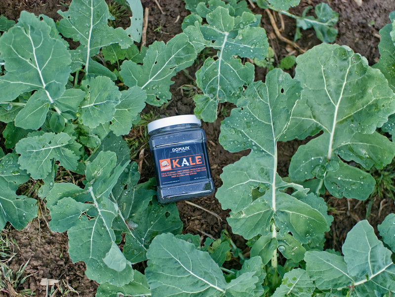 Load image into Gallery viewer, Domain Pounder – Kale Food Plot Seed
