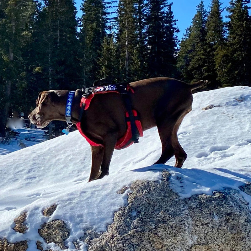 Load image into Gallery viewer, Panza Harness V2 with Deployable Emergency Dog Rescue Sling
