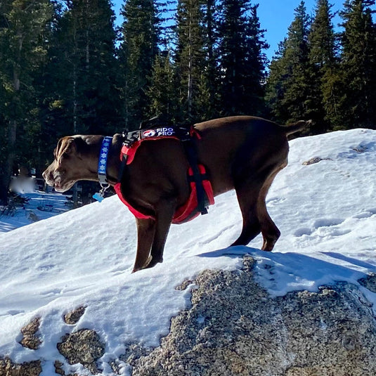 Panza Harness V2 with Deployable Emergency Dog Rescue Sling
