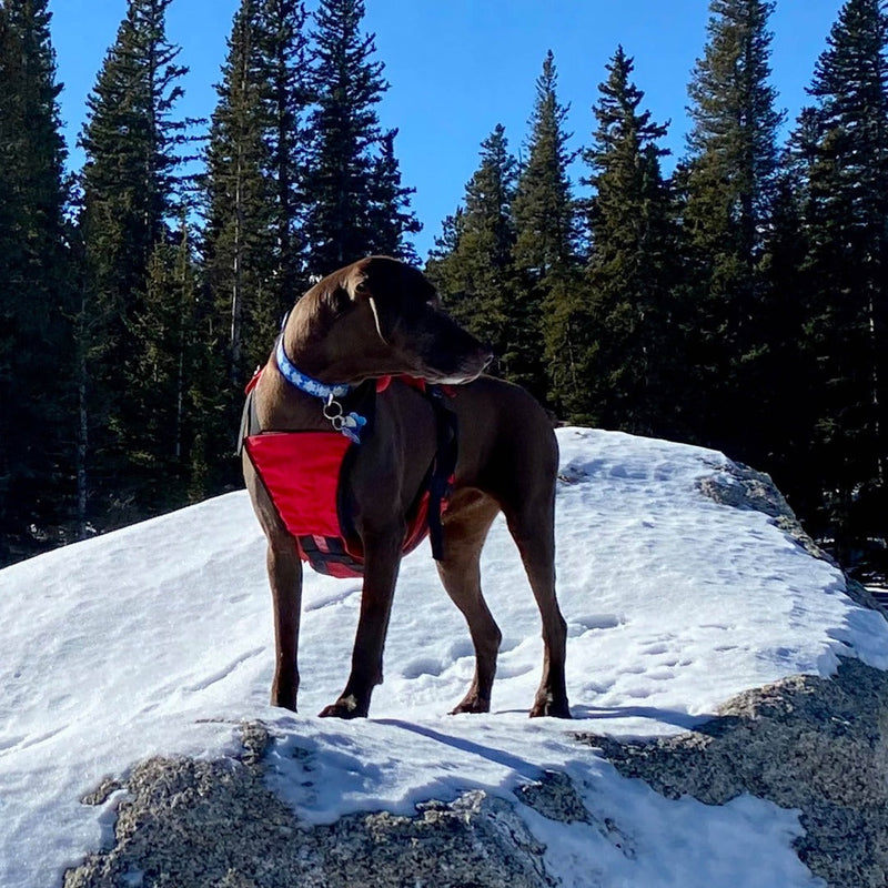 Load image into Gallery viewer, Panza Harness V2 with Deployable Emergency Dog Rescue Sling
