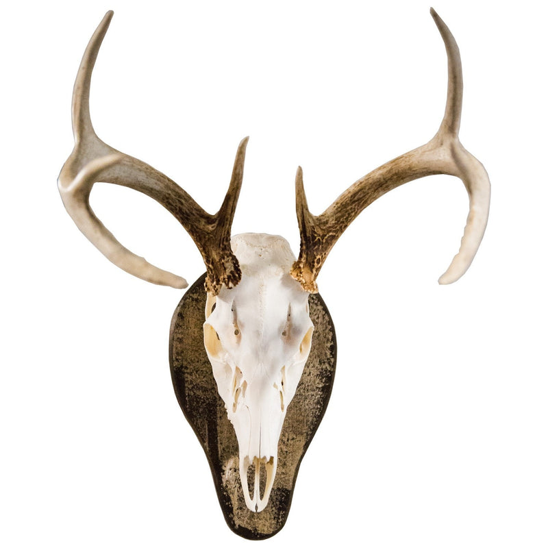 Load image into Gallery viewer, European Mounts
