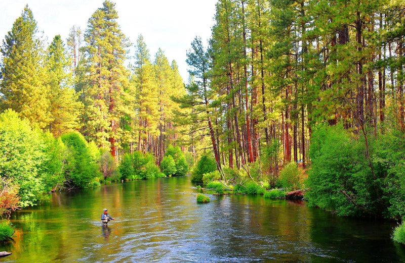 Load image into Gallery viewer, 3 Pack Tungsten Bead Soft Hackle Pheasant Tail Tactical Jig Czech Nymph Euro Nymphing Fly - Hook Size 14
