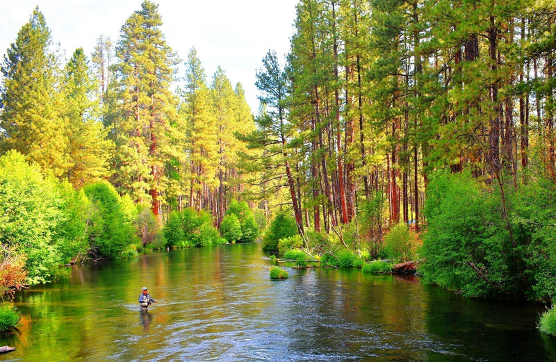 Load image into Gallery viewer, 3 Pack Tungsten Bead Pheasant Tail Tactical Jig Czech Nymph Euro Nymphing Fly - Hook Size 12
