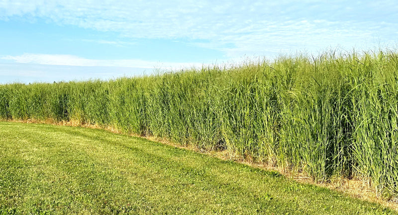 Load image into Gallery viewer, RC Big Rock Switchgrass Food Plot Seed
