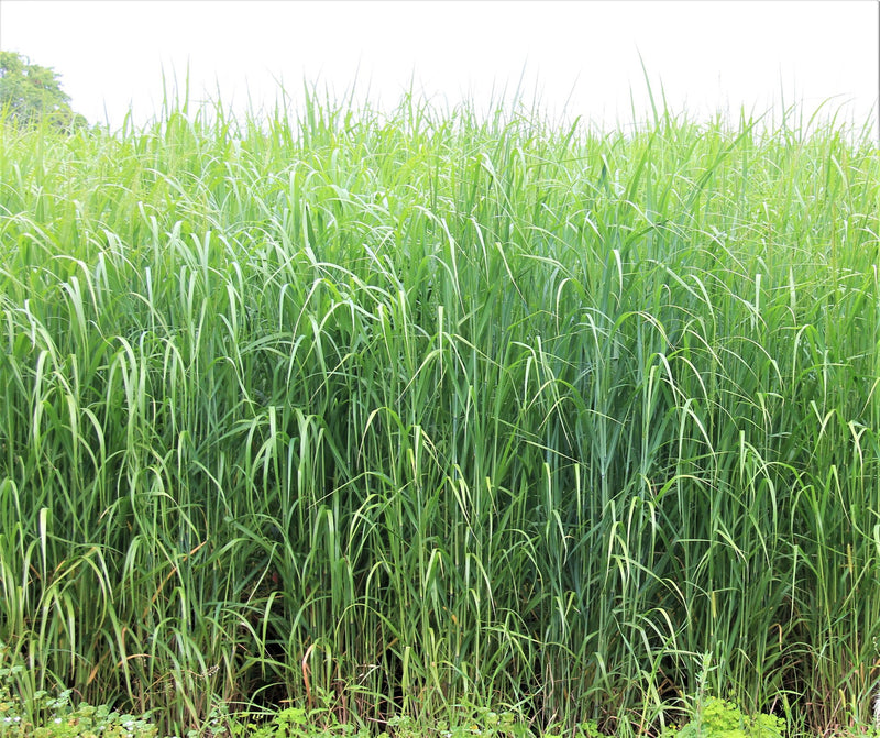Load image into Gallery viewer, RC Big Rock Switchgrass Food Plot Seed
