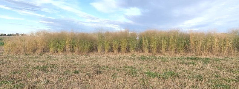 Load image into Gallery viewer, RC Sundance Switchgrass Habitat Seed
