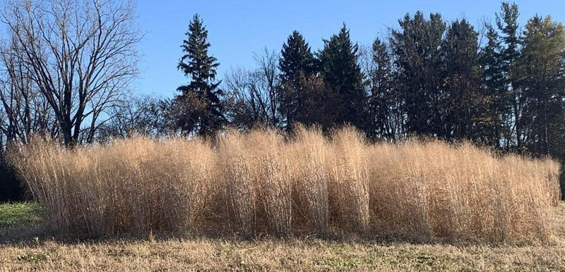 Load image into Gallery viewer, RC Sundance Switchgrass Habitat Seed

