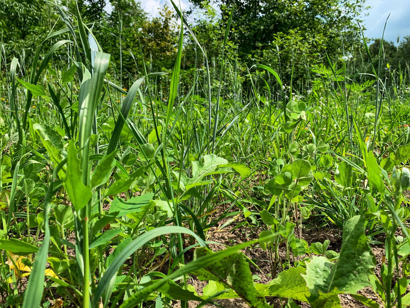 Load image into Gallery viewer, Overhaul™ Food Plot Seed
