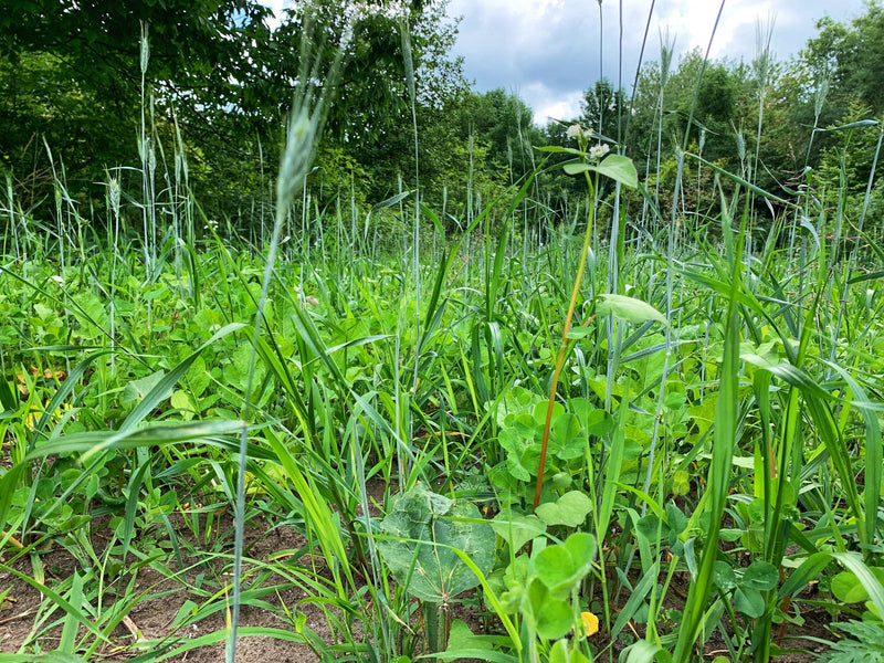 Load image into Gallery viewer, Overhaul™ Food Plot Seed
