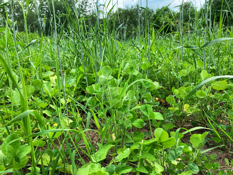 Load image into Gallery viewer, Overhaul™ Food Plot Seed
