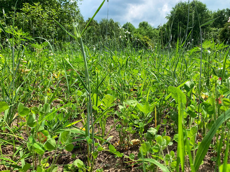 Load image into Gallery viewer, Overhaul™ Food Plot Seed
