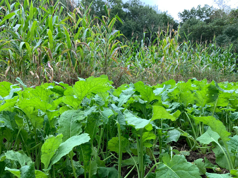 Load image into Gallery viewer, Show Stopper™ Food Plot Seed
