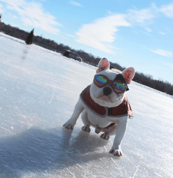 Load image into Gallery viewer, K9 Sport Shades - Dog Goggles

