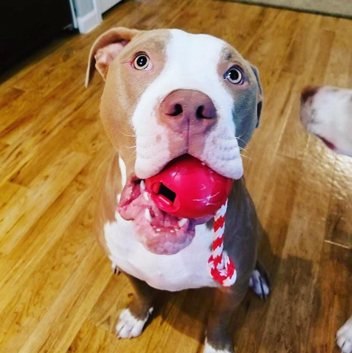 Load image into Gallery viewer, USA-K9 Cherry Bomb Rubber Dog Chew Toy | K9 Handler Reward Toy | USA Made
