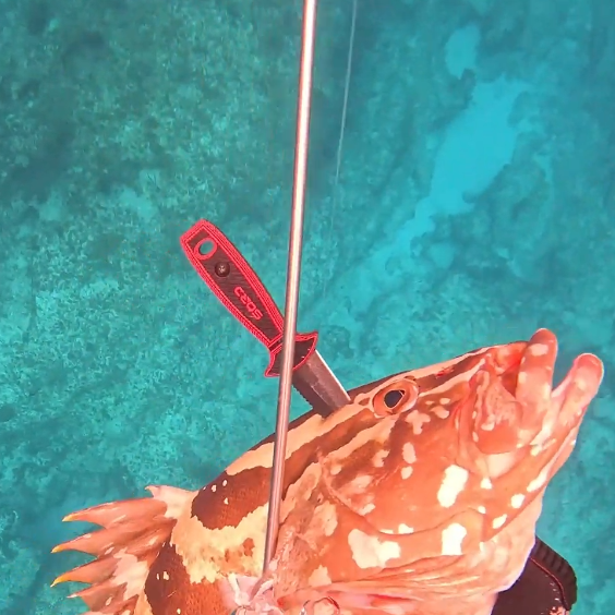 Load image into Gallery viewer, 4" FREEDIVING KNIFE
