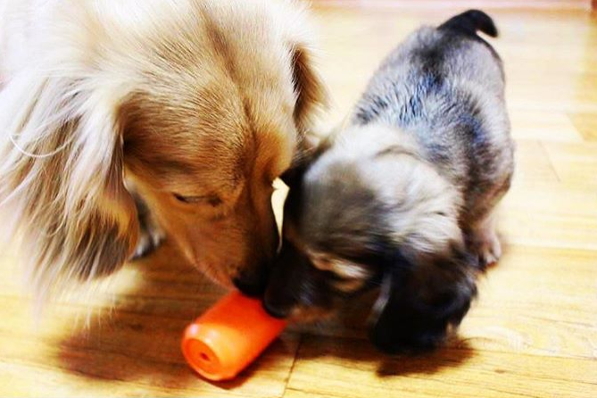Load image into Gallery viewer, Can Toy Rubber Dog Chew Toy for Average Chewers | Treat Dispenser | USA Made

