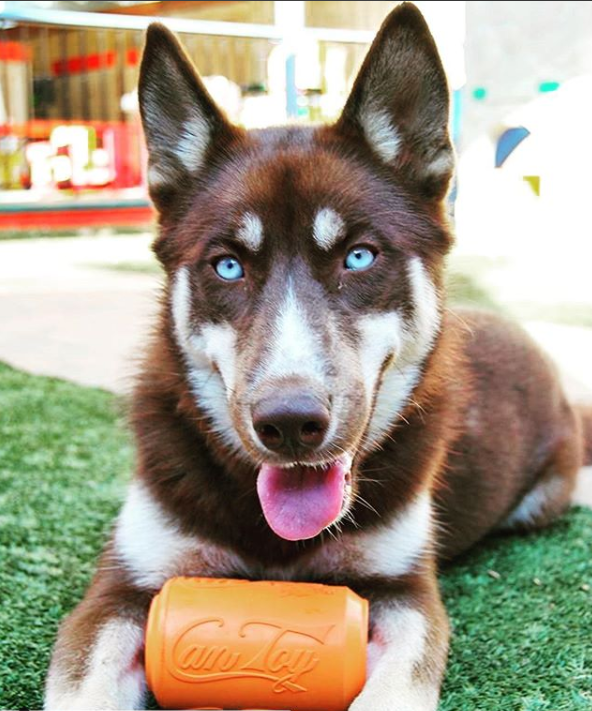 Load image into Gallery viewer, Can Toy Rubber Dog Chew Toy for Average Chewers | Treat Dispenser | USA Made
