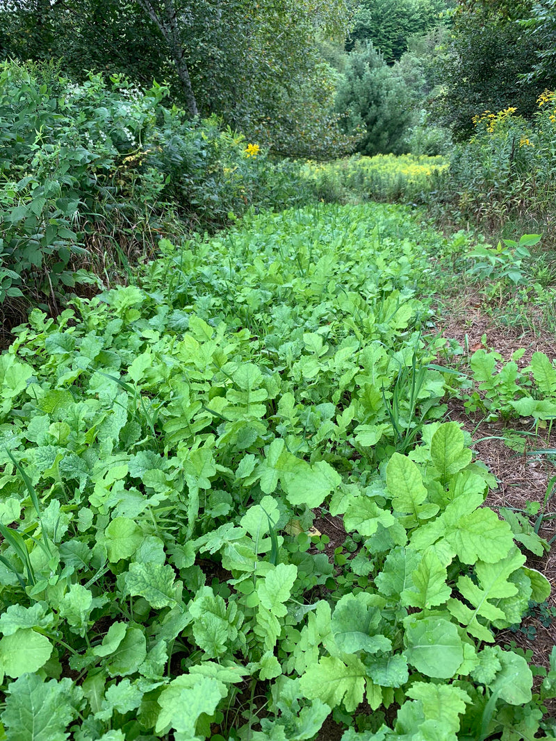 Load image into Gallery viewer, No BS™ Food Plot Seed
