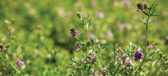 Domain Pounder - Alfalfa Food Plot Seed