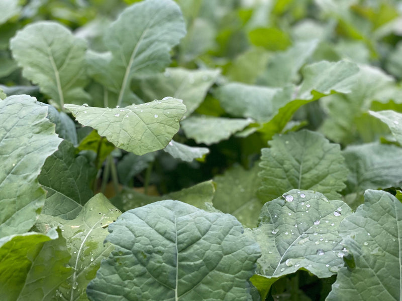 Load image into Gallery viewer, Smack Down™ Food Plot Seed
