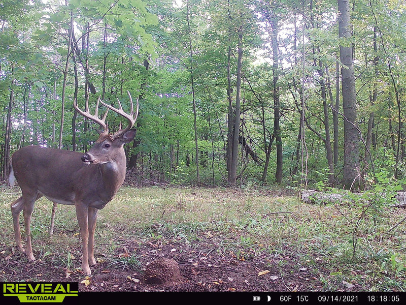 Load image into Gallery viewer, Stockpile™ Deer Block
