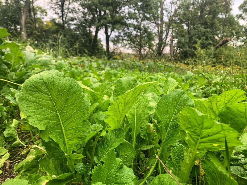 Load image into Gallery viewer, Bombshell™ Food Plot Seed

