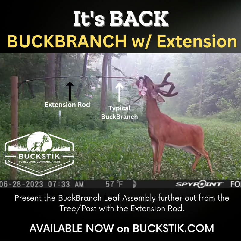Load image into Gallery viewer, BuckBranch w/ 3 pack of Glands
