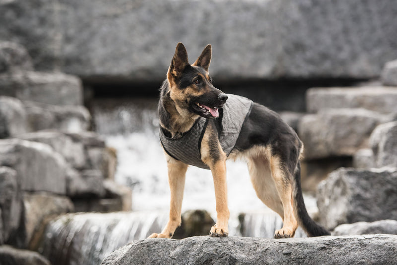 Load image into Gallery viewer, US Army Dog Cooling Vest - Grey
