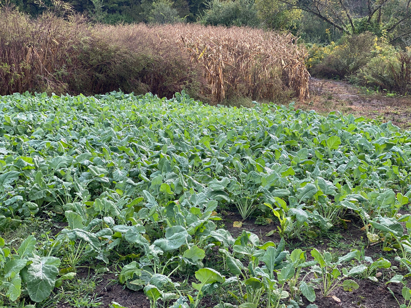 Load image into Gallery viewer, Wingman™ Food Plot Seed
