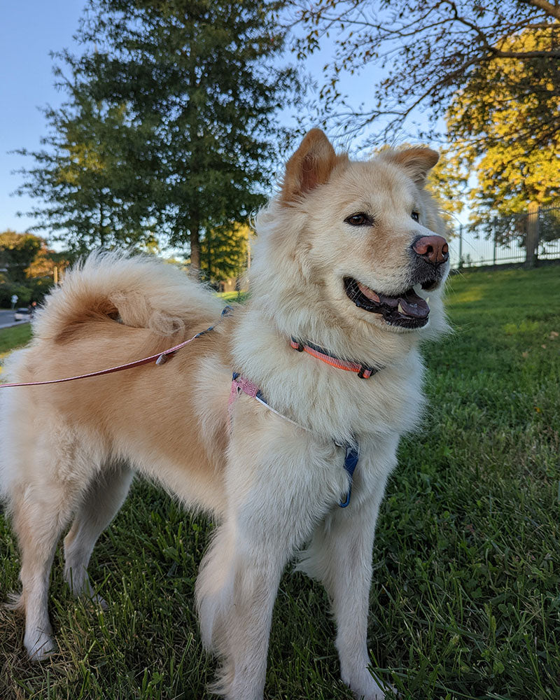 Load image into Gallery viewer, (R)evolution™  Woven Dog Harness
