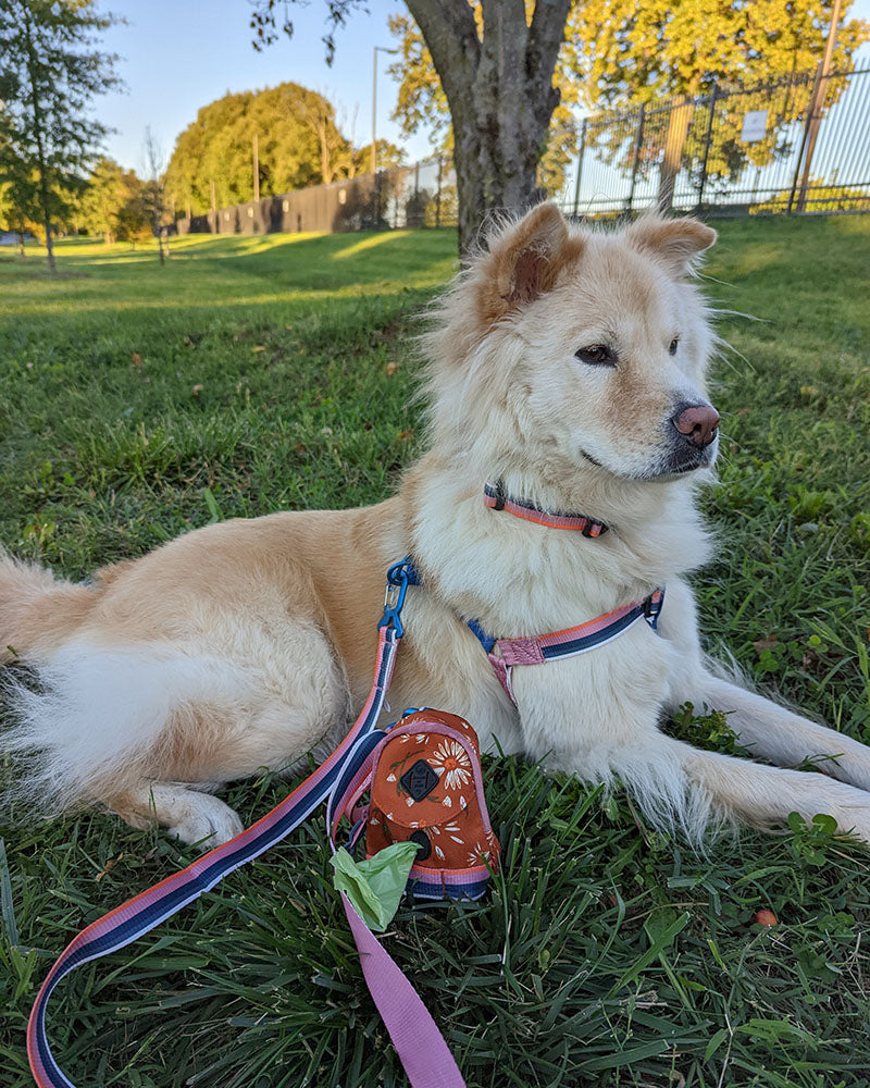 Load image into Gallery viewer, (R)evolution™  Woven Dog Harness
