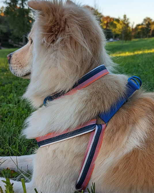 (R)evolution™  Woven Dog Harness