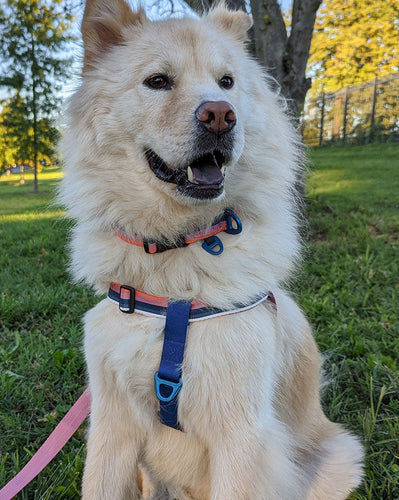 (R)evolution™  Woven Dog Harness