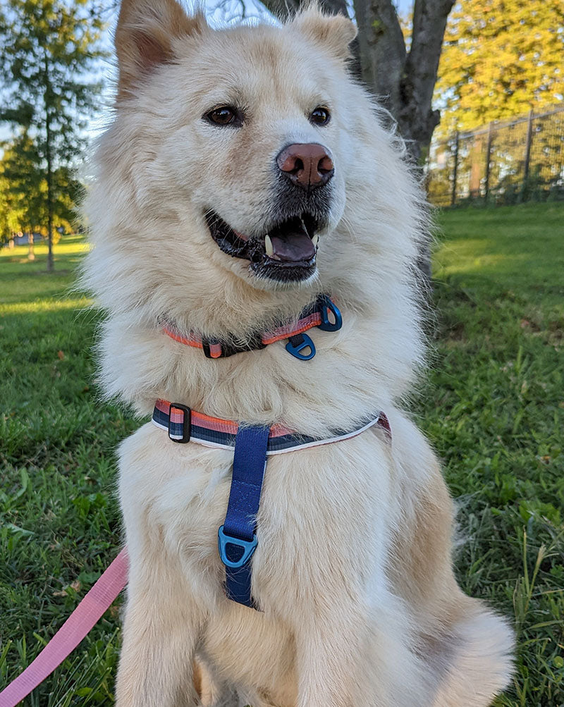 Load image into Gallery viewer, (R)evolution™  Woven Dog Harness
