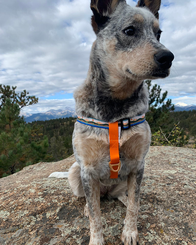 Load image into Gallery viewer, (R)evolution™  Woven Dog Harness
