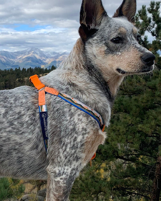(R)evolution™  Woven Dog Harness
