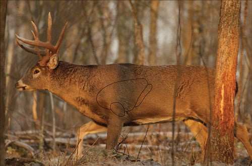 B/c Target Eze-scorer 23"x35" - Whitetail Deer 2 Targets - Skoutley Outdoors LLC