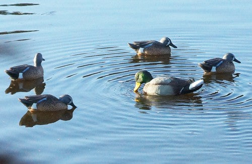 Mojo Rippler Mallard Drake - Decoy - Skoutley Outdoors LLC