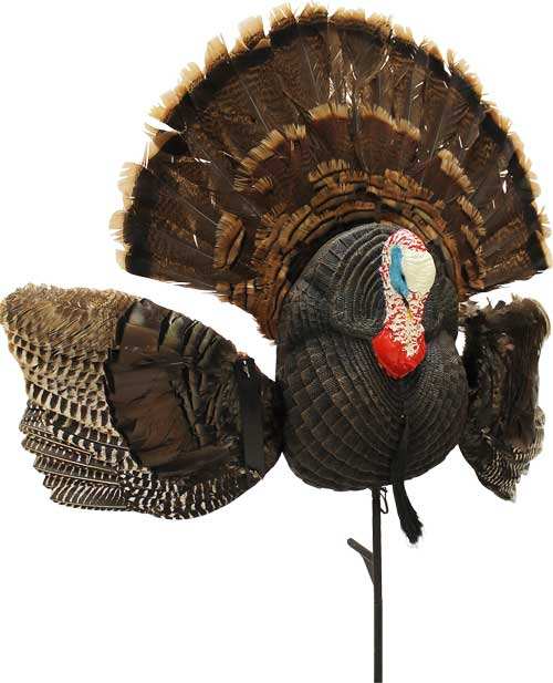 Mojo Scoot N Shoot Max Turkey - Decoy - Skoutley Outdoors LLC