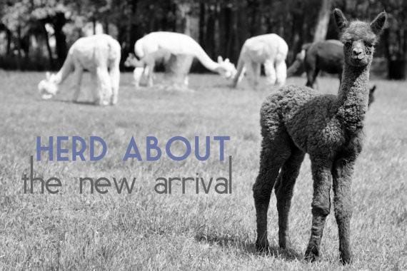 Load image into Gallery viewer, Alpaca Greeting Card - Herd About the New Arrival
