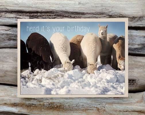 Alpaca Greeting Card - Herd It's Your Birthday